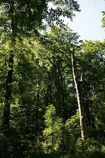 Stehendes Totholz in einem alten Buchenbestand im Zeisigwald
