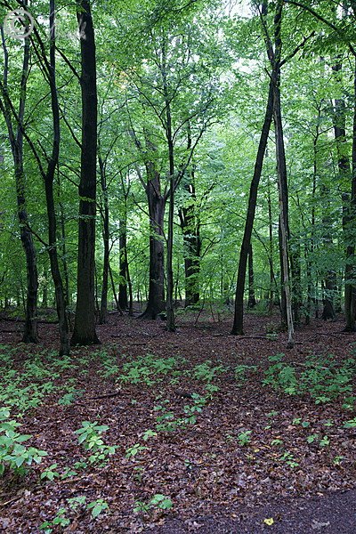 Naturnaher Laubmischwald