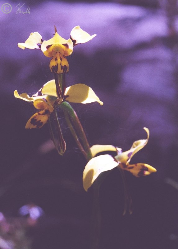 Orchidee (Diuris sulphurea), Sawpit Creek