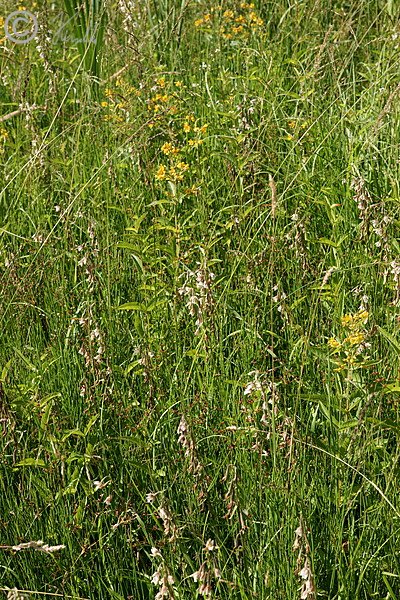 Blühender Bestand der Sumpfsitter (Epipactis palustris)