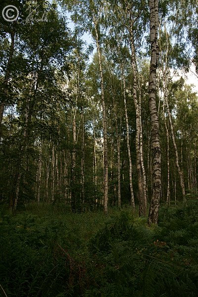 Feuchter Birkenwald
