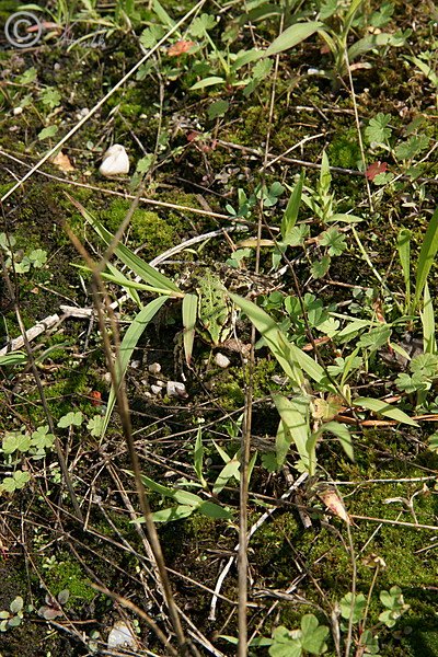 Junger Grünfrosch (Rana spec.) sitzt am Ufer eines Feuerlöschteiches im Revier Haide