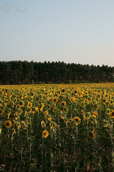 Blühendes Sonnenblumenfeld im Abendlicht