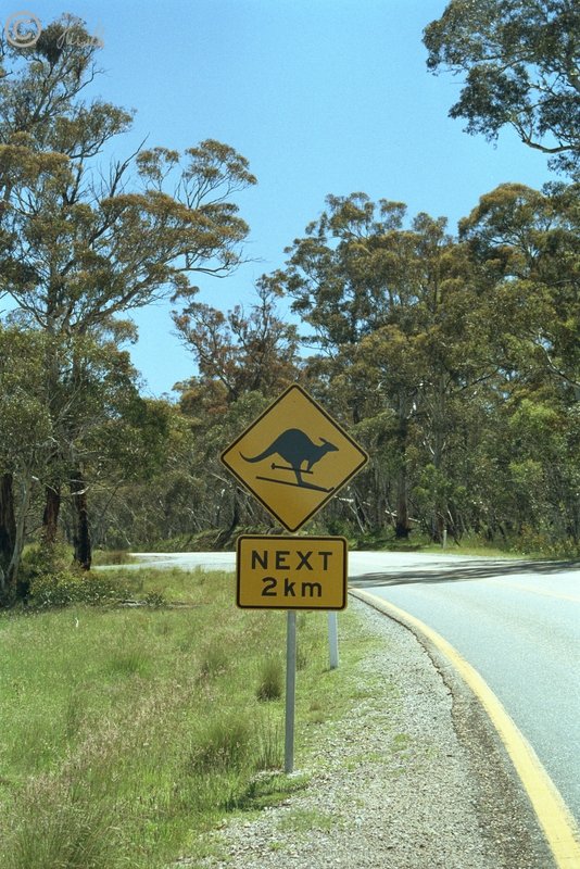 Schild mit einem Känguru auf Skiern