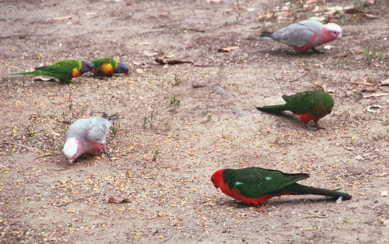 Galahs (Cacatua roseicapilla), Regenbogenloris (Trichoglossus haematodus) und King Parrots (Alisterus scapularis) am Futterplatz, 