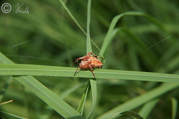 Garten-Kreuzspinne (Araneus diadematus) läuft im Gras