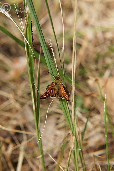 Rostfarbiger Dickkopffalter (Ochlodes venatus) sitzt im Gras
