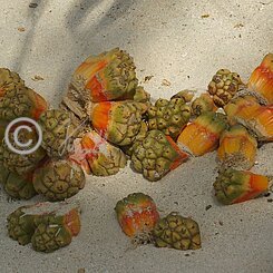 Reife Früchte der Pandanus (Pandanus rabaiensi) liegen am Strand