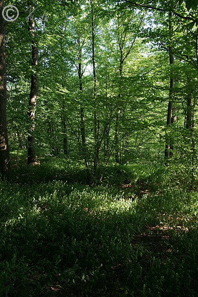 Eichen-Hainbuchenwald mit Bestand des Wiesenwachtelweizen (Melampyrum pratense commutatum)
