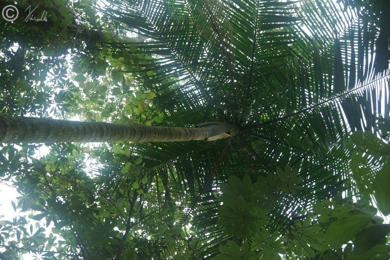 Blick vom Boden auf eine Palmito (Euterpe edulis)