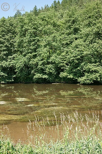 Blühender Schild-Wasserhahnenfuß (Ranunculus peltatus) und Weiden-Schwarerlen-Galeriewald an der Zschopau