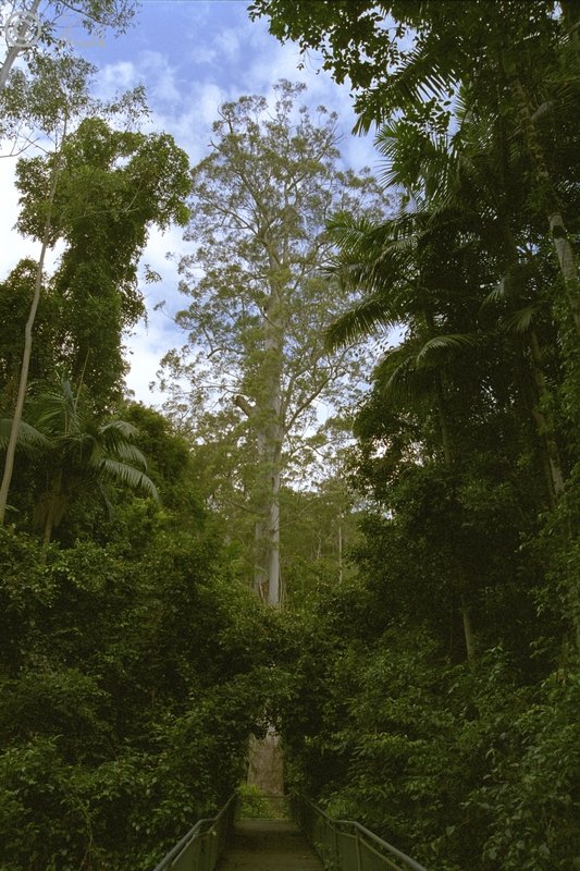 Blick auf den größten Baum (Eucalyptus grandis) von New South Wales