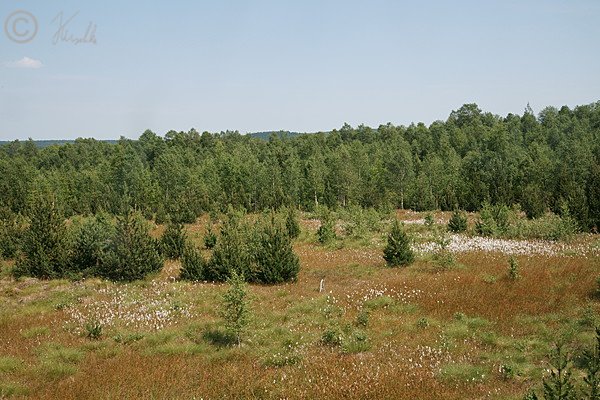 Blick auf blühenden Wollgrasbestand und Birkenmoorwald