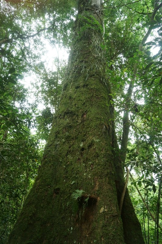 Stamm eines mächtigen Palo Rosa-Baumes (Aspidosperma polyneuron)