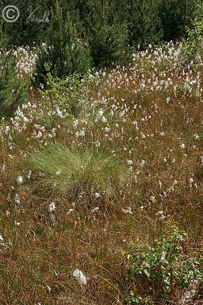 Blühender Bestand des Schmalblättrigen Wollgrases (Eriophorum angustifolium)