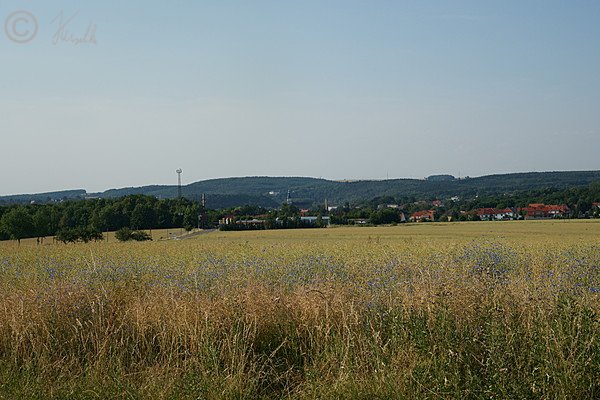 Blick von der Höhe Richtung Altenhain über ein Feld mit Kornblumen auf Frankenberg