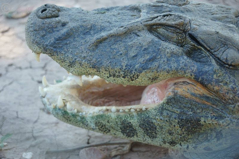 Porträt eines ruhenden Krokodil-Kaimans (Caiman crocodilus)