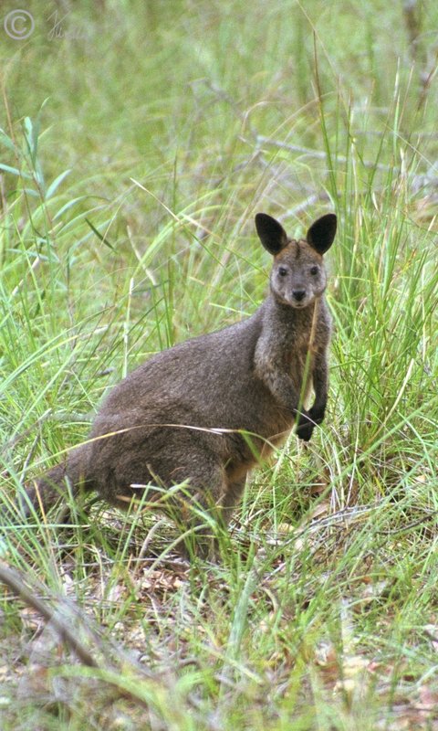 Sumpf-Wallaby (Wallabia bicolor)