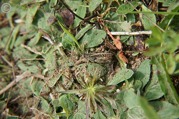 Männliche Italienische Schönschrecke (Caliptamus italicus) sitzt am Boden des Sandmagerrasens