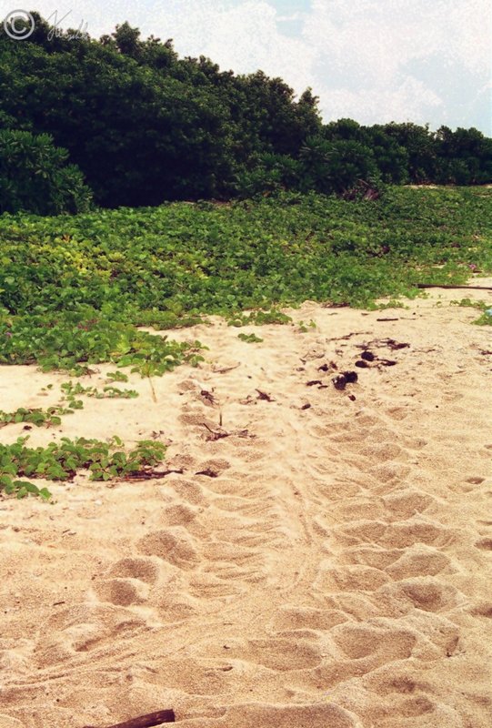 Schildkrötenspuren am Strand