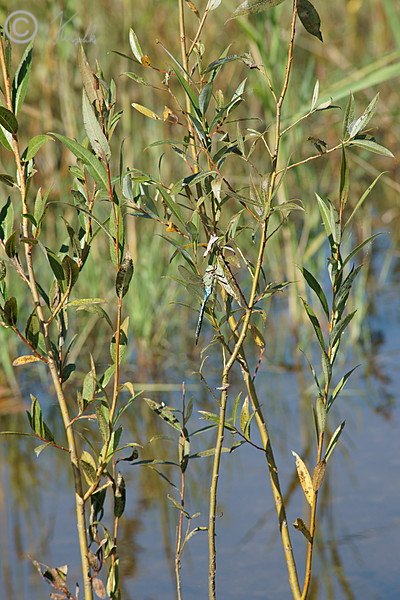 Männchen der Südlichen Mosaikjungfer (Aeshna affinis) sitzt an Weide