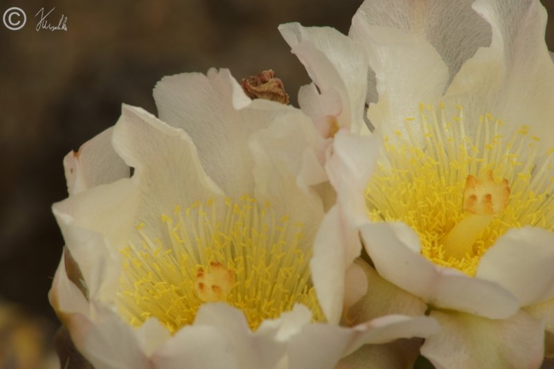 Kakteenblüten (Tephrocactus articulatus/papyracanthus) 