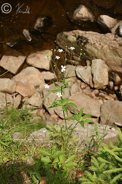 blühender Platanenblättriger Hahnenfuß (Ranunculus platanifolius) vor den Nonnenfelsen