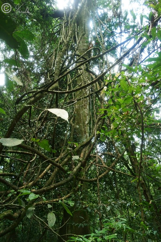 Lianen-Gewirr im Regenwald