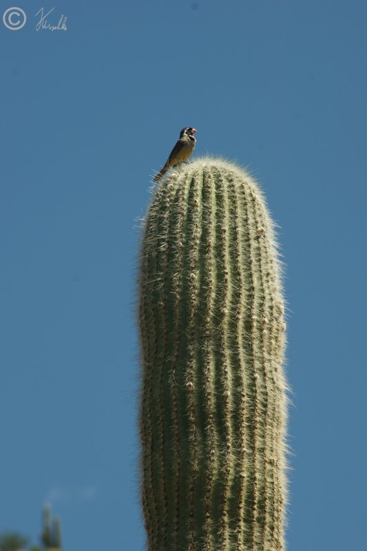 Golden-billed Saltator (Saltator aurantiirostris) sitzt auf einem Säulenkaktus