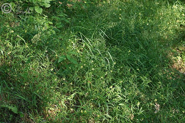 Blühender Bestand des Wiesenwachtelweizen (Melampyrum pratense commutatum) an einem Waldrand