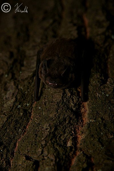 Mückenfledermaus (Pipistrellus pygmaeus) hängt an einem Baumstamm
