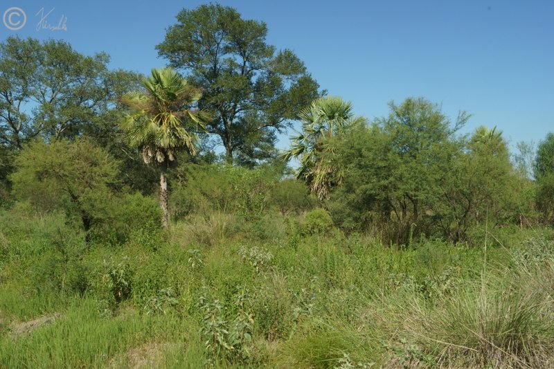 Offene Vegetation mit Palmen (Copernicia alba)