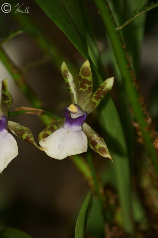Orchideen-Blütenstand (?)