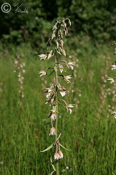 Blütenstand der Sumpfsitter (Epipactis palustris)