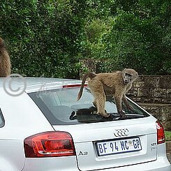 Bären-Paviane (Papio ursinus) turnen auf einem Auto herum