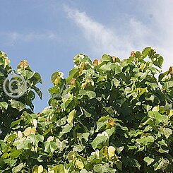 Kava-Strauch (Macropiper latifolium)