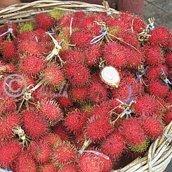 Rhambutan-Früchte auf dem Obstmarkt