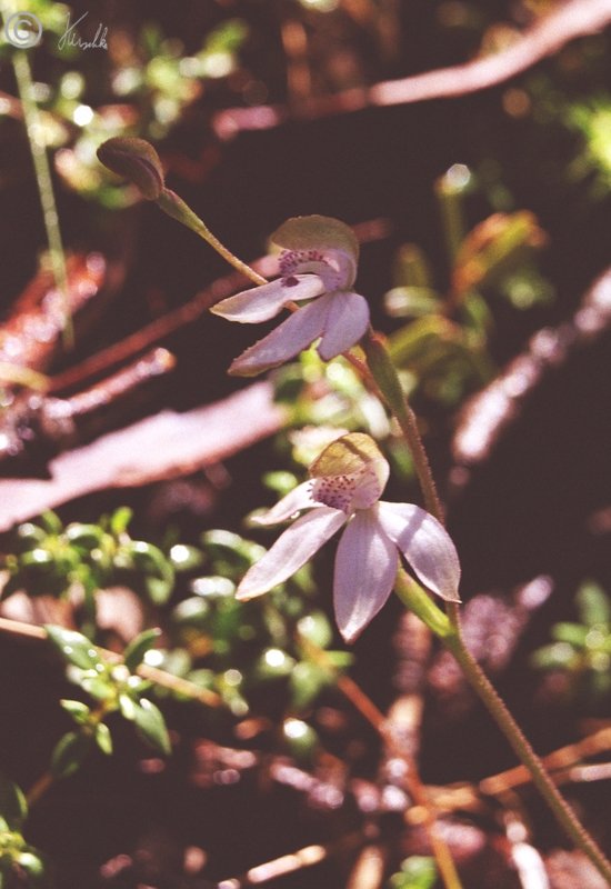 Orchidee (Caladenia angustata), Lake Eucumbene