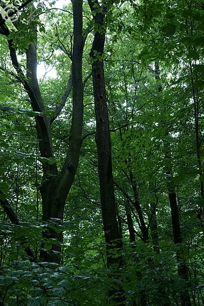 Höhlenbaum in einem naturnahen Laubmischwald