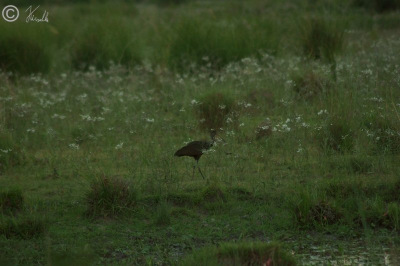 junger Maguari-Storch (Ciconia maguari) läuft durch einen Sumpf