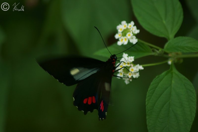 Papilionidae (?) saugt an einer Blüte
