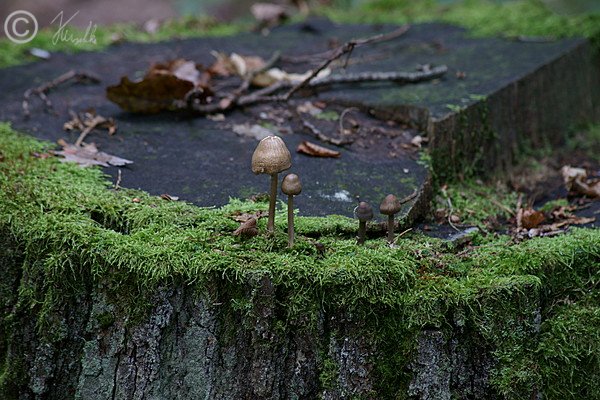 Pilze auf einem Baumstubben