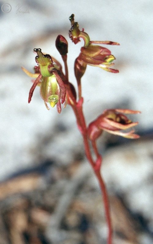 Blütenstand einer Orchidee (Caleana minor)