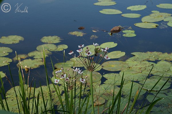 Blühende Schwanenblume (Butomus umbellatus) am Oder-Spree-Kanal