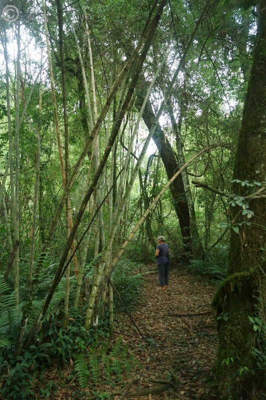 Inge läuft durch den Regenwald mit Bambusbestand