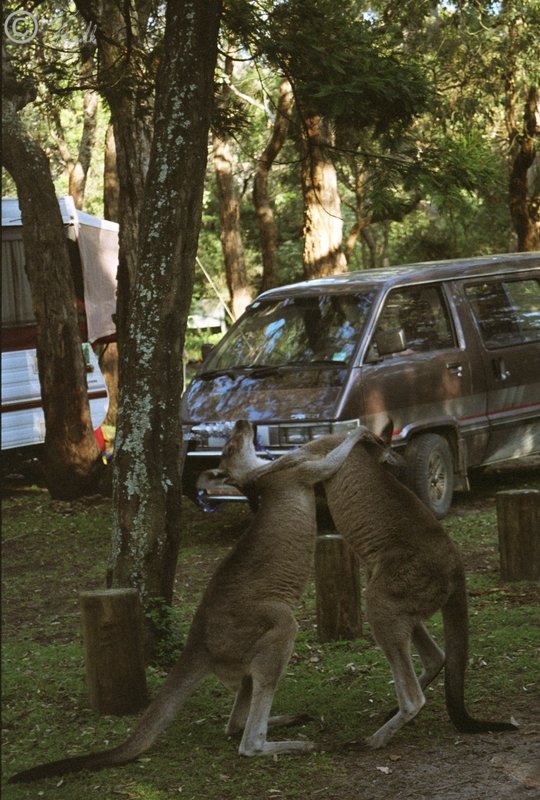 boxende Östliche Graue Riesenkängurus (Macropus giganteus