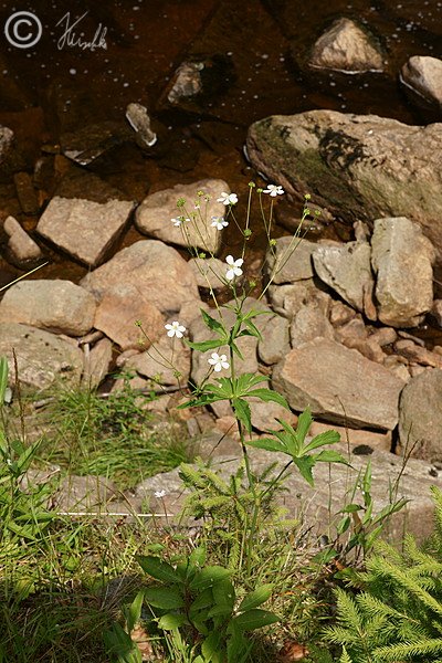 blühender Platanenblättriger Hahnenfuß (Ranunculus platanifolius) vor den Nonnenfelsen