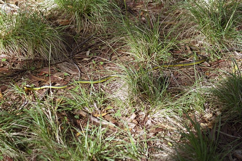 Grüne Baumschlange (Dendrelaphis punctulatus) liegt am Boden des Eukalyptuswaldes