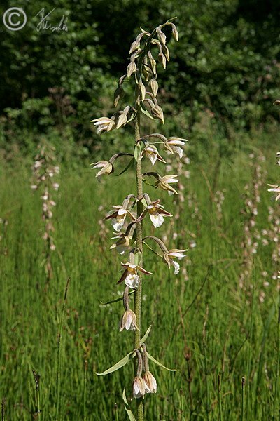 Blütenstand der Sumpfsitter (Epipactis palustris)
