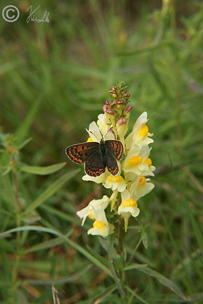 Brauner Feuerfalter (Lycaena tityrus) an der Blüte des Frauenflachs (Linaria vulgaris)